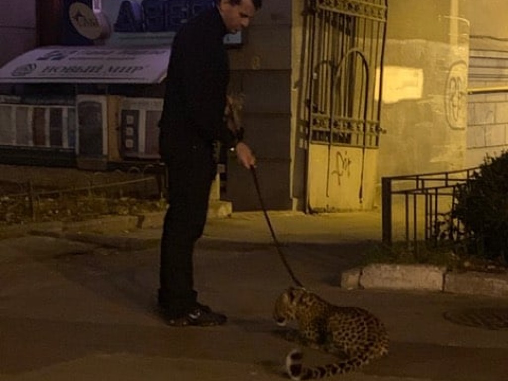 В центре Киева мужчина гулял с леопардом на поводке (ФОТО)