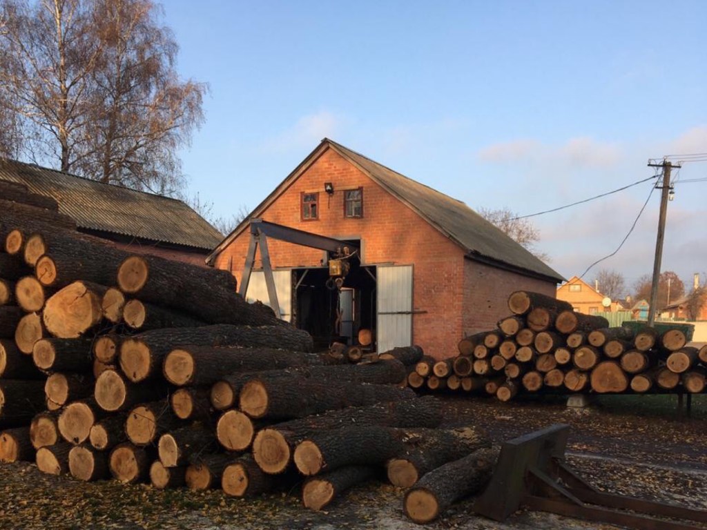 В Харьковской области вырубили деревья на 100 миллионов гривен (ФОТО)