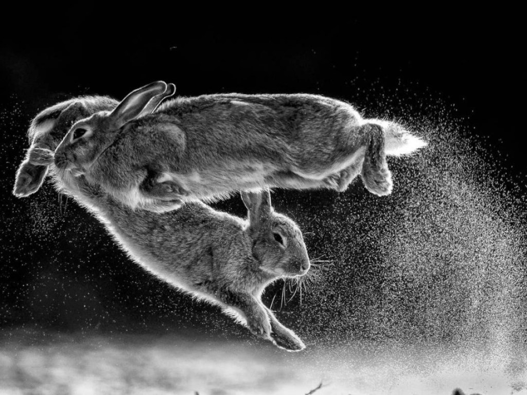 Парень сфотографировал «летающих» кроликов и выиграл огромный приз (ФОТО)