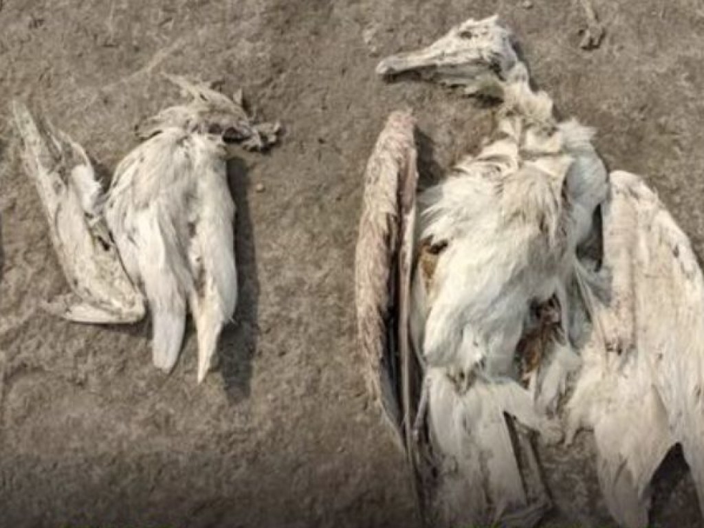 При загадочных обстоятельствах в Индии погибли тысячи птиц (ФОТО)