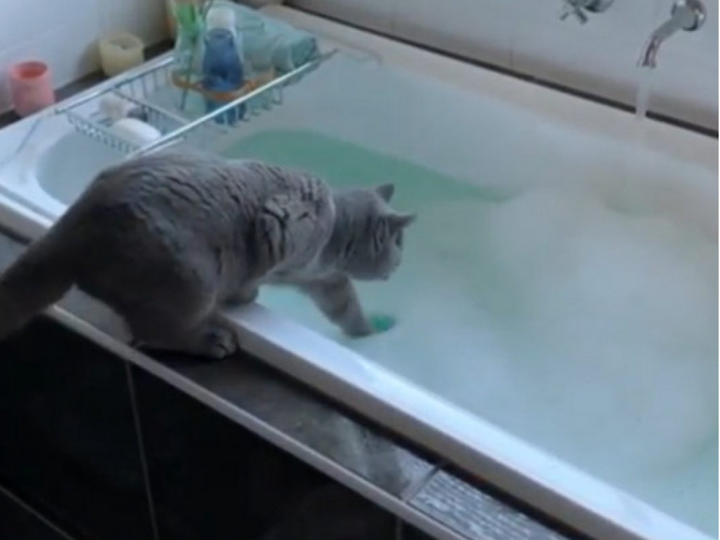Кот стал звездой Сети из-за курьеза с пенной ванной  (ФОТО, ВИДЕО)
