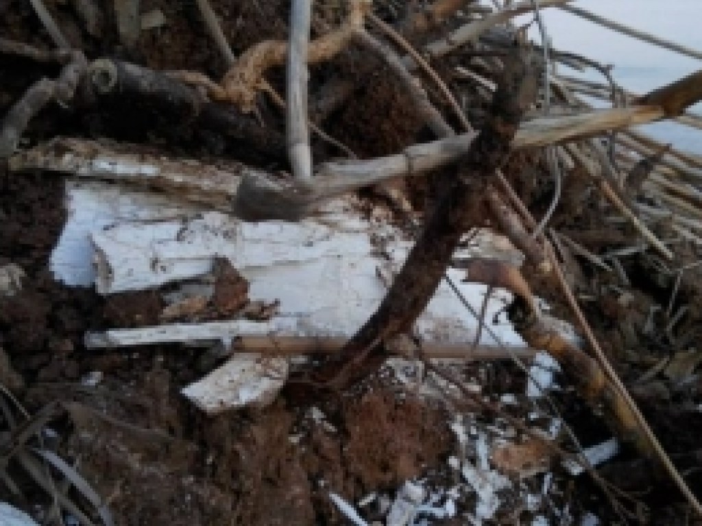 Под Бердянском у берега нашли бивень степного мамонта (ФОТО, ВИДЕО)