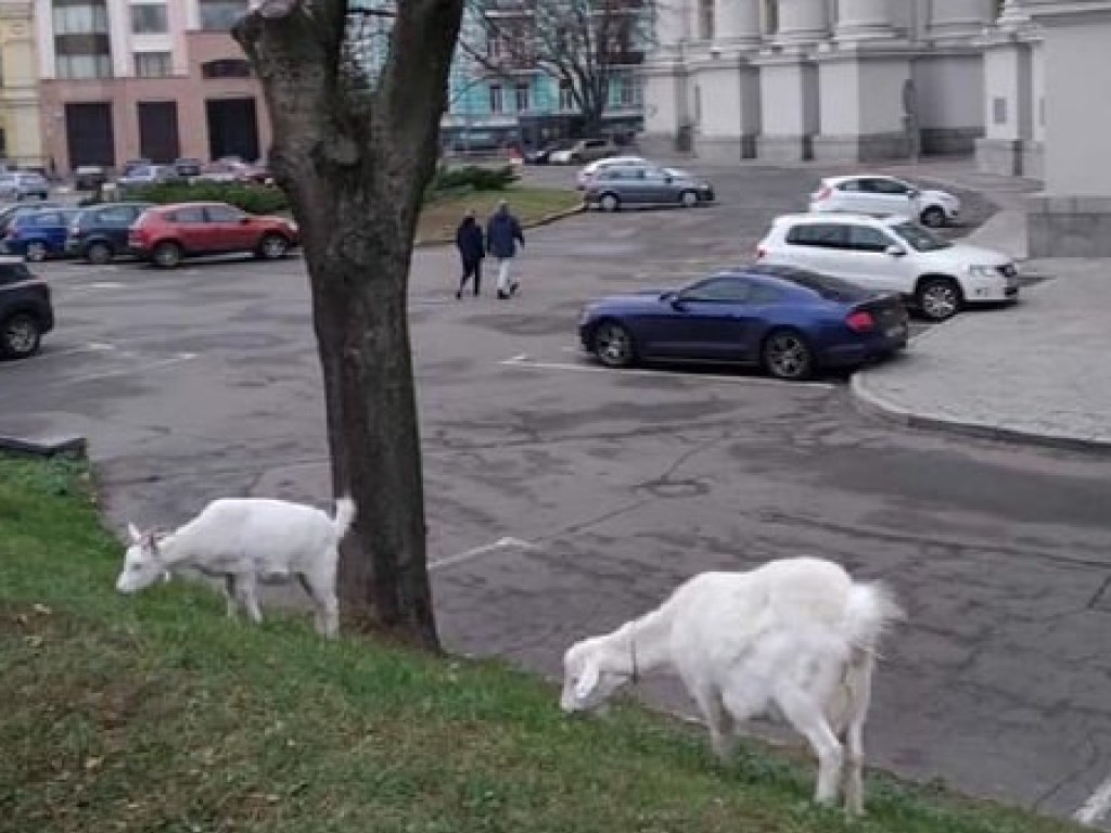 В Киеве заметили пасущихся коз у здания МИДа (ФОТО)
