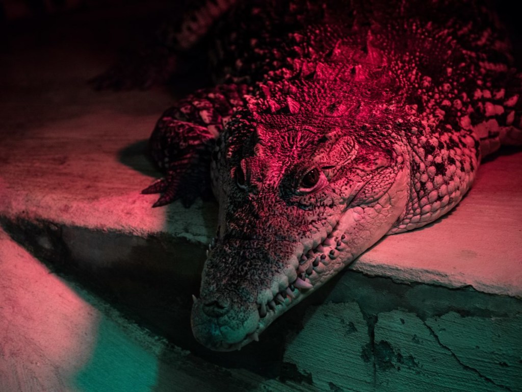 «Красные крокодилы»: ученые воссоздали хищных предков динозавров