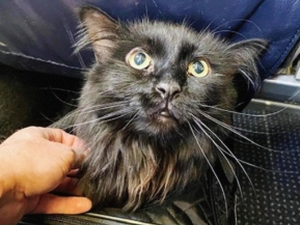 В США спустя 5 лет хозяева нашли кота в тысячах километрах от дома (ФОТО)