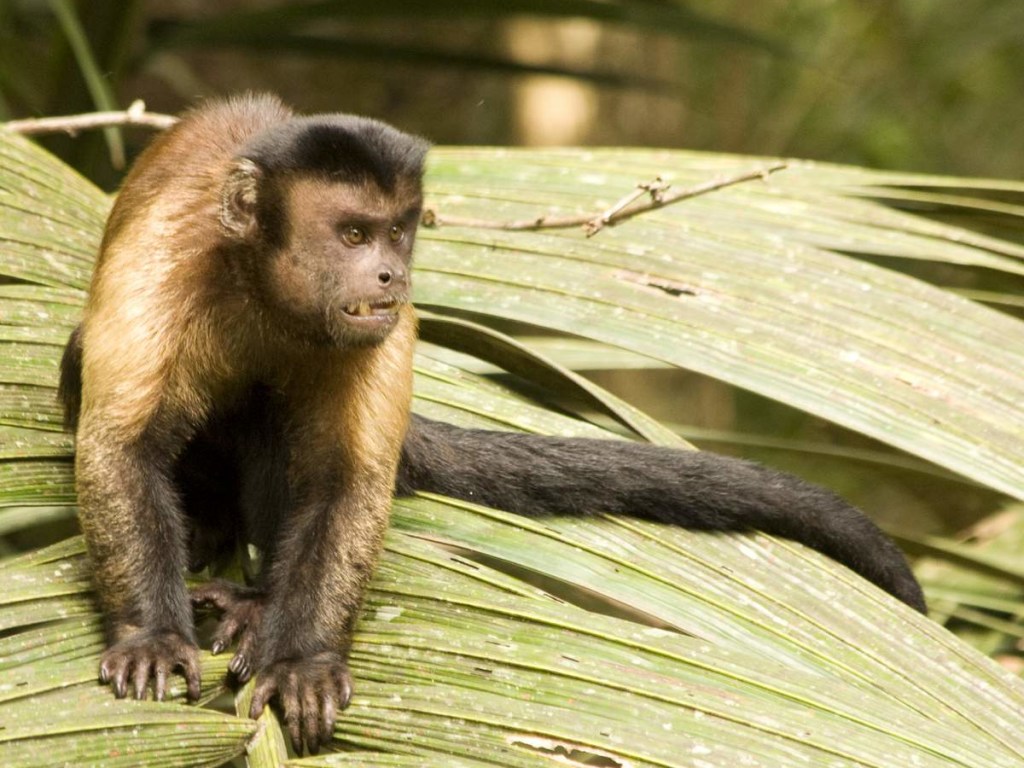 «Любит разбивать кокосы и играть в грязи»: в Сети показали обезьяну с человеческим лицом (ВИДЕО)