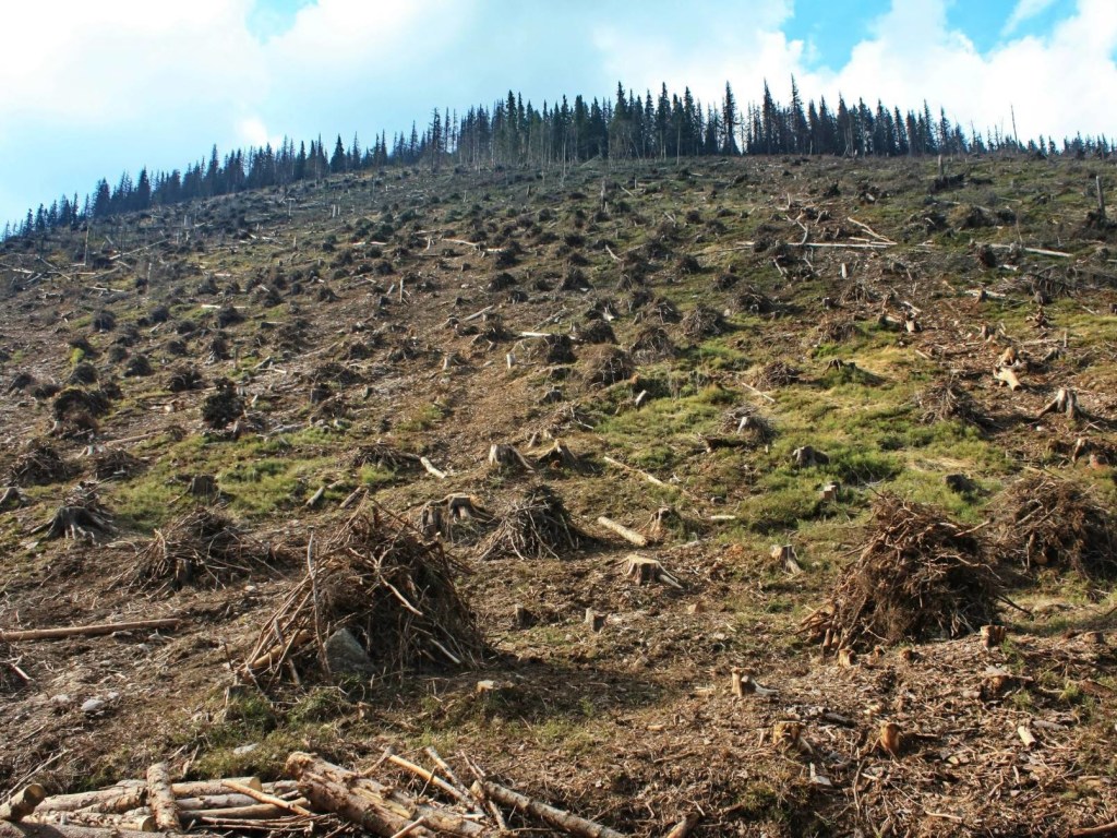 Анонс пресс-конференции: «Новый закон о вырубке лесов: уничтожение Карпат или борьба с браконьерством?»