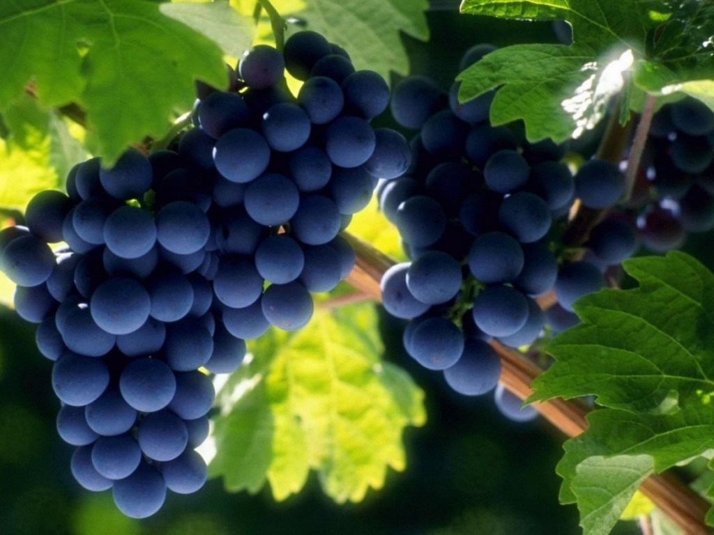 Врач: виноград улучшает кровообращение и укрепляет сердце