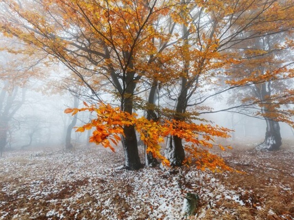 Прогноз погоды на 23 ноября: в Украине может похолодать до -5 градусов