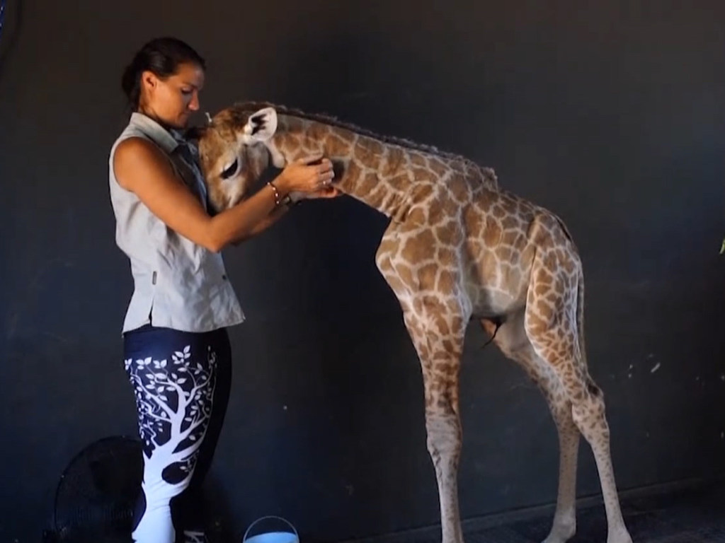 Малыш жирафа из ЮАР стал звездой Сети из-за своей нелегкой судьбы (ФОТО, ВИДЕО)