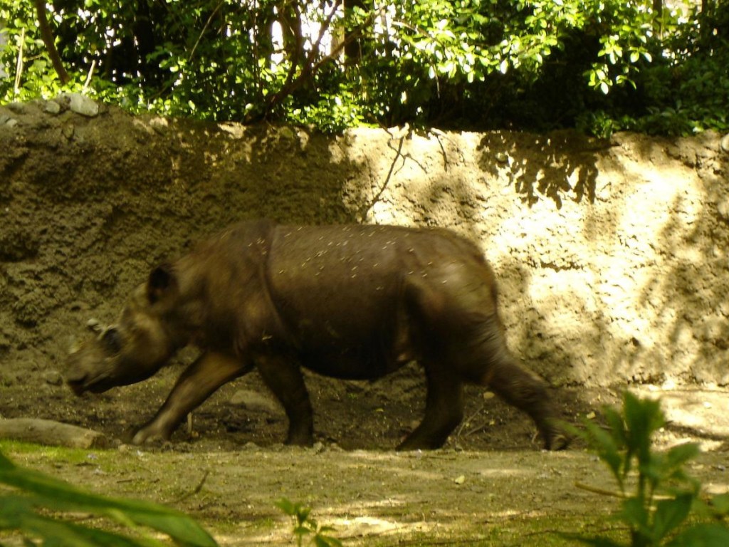 Редкий  вид мелкого носорога стремительно вымирает (ФОТО)