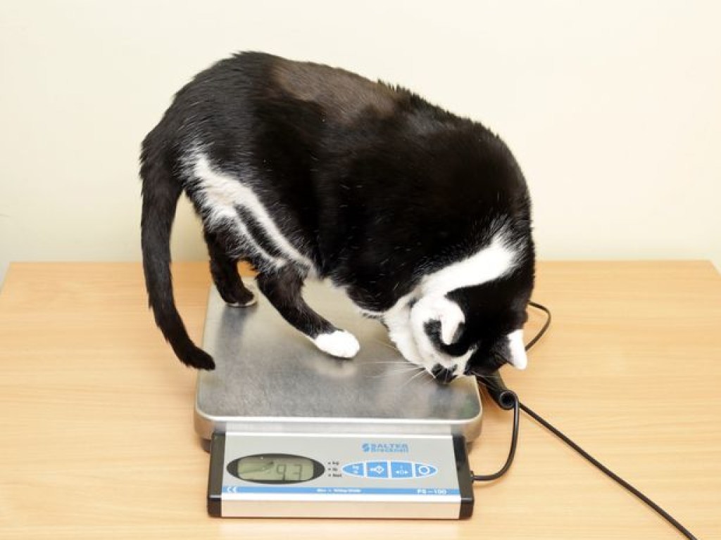 Весит 9,5 килограммов: Самую толстую кошку Великобритании посадили на диету (ФОТО)