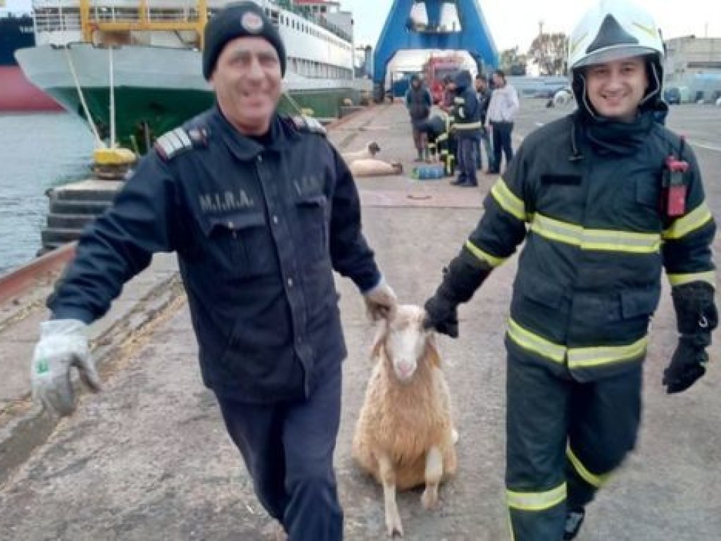 Крушение грузового судна в Черном море: из 14 тысяч овец удалось спасти только 32 (ВИДЕО)