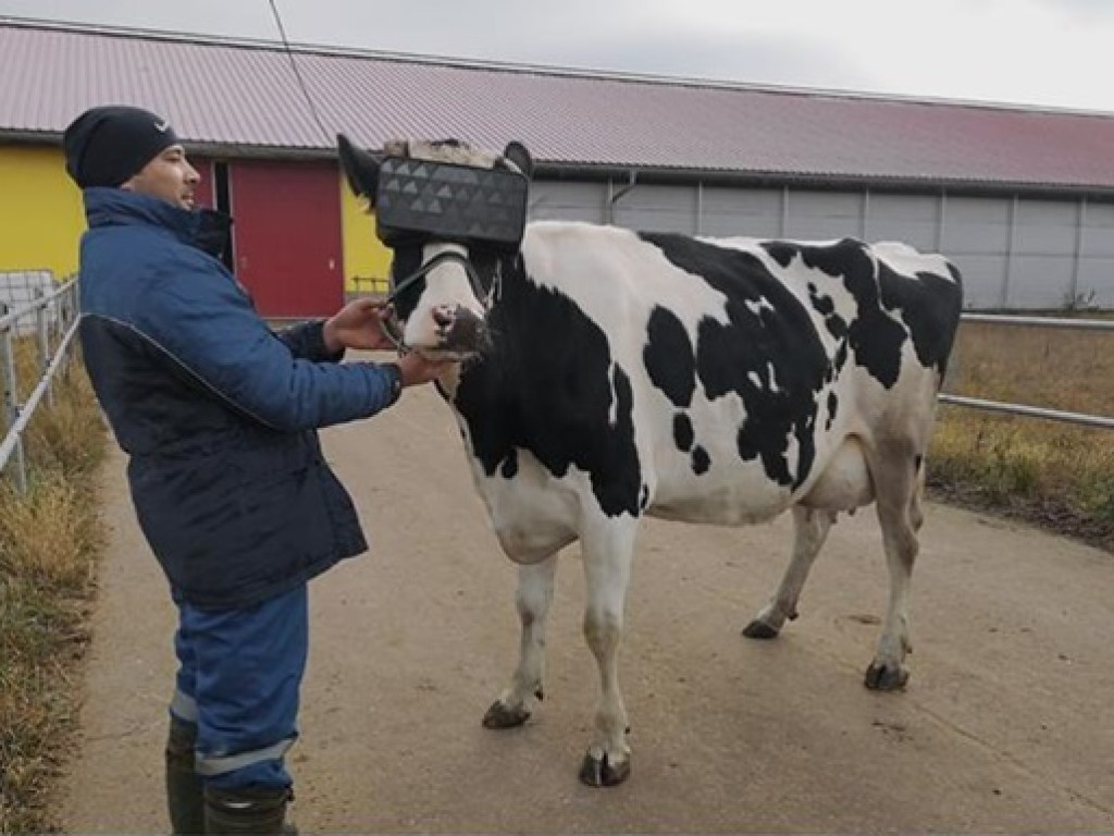 «Надои обязательно повысятся»: На российских коровах начали тестировать очки виртуальной реальности (ФОТО)