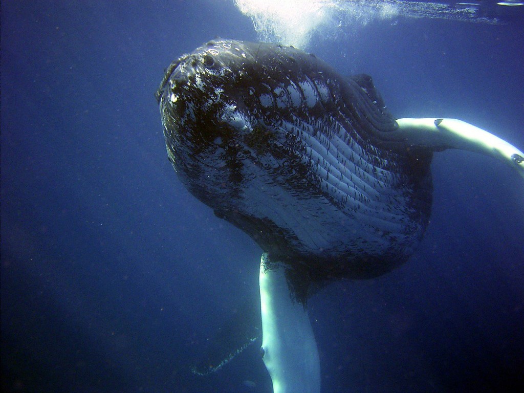 Большие киты могут спасти человечество от глобального потепления – ученые
