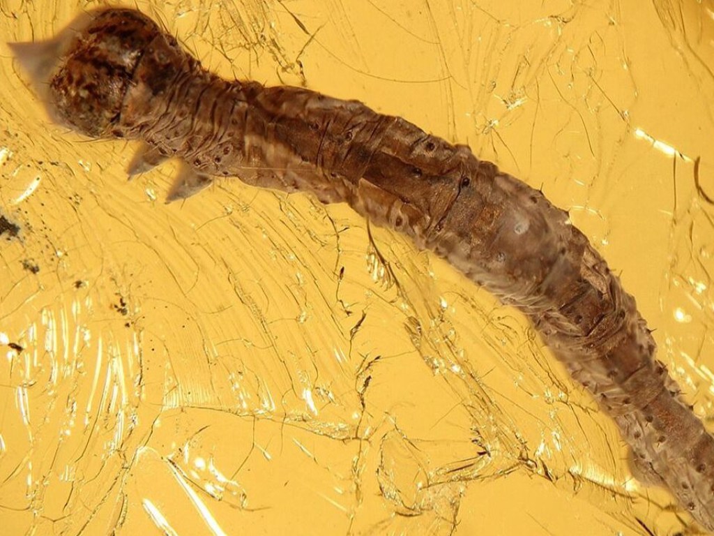 Ученые обнаружили гусеницу возрастом 44 миллионов лет в куске янтаря