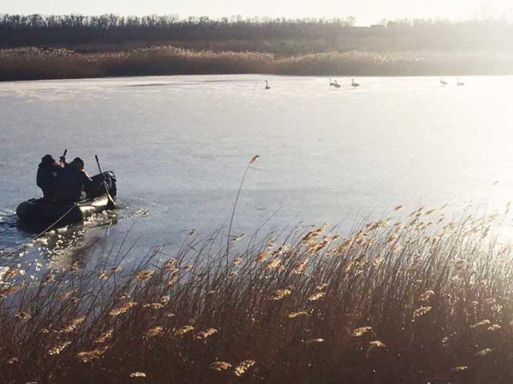 В Запорожской области из-за мороза к пруду «примерзли» лебеди (ФОТО)