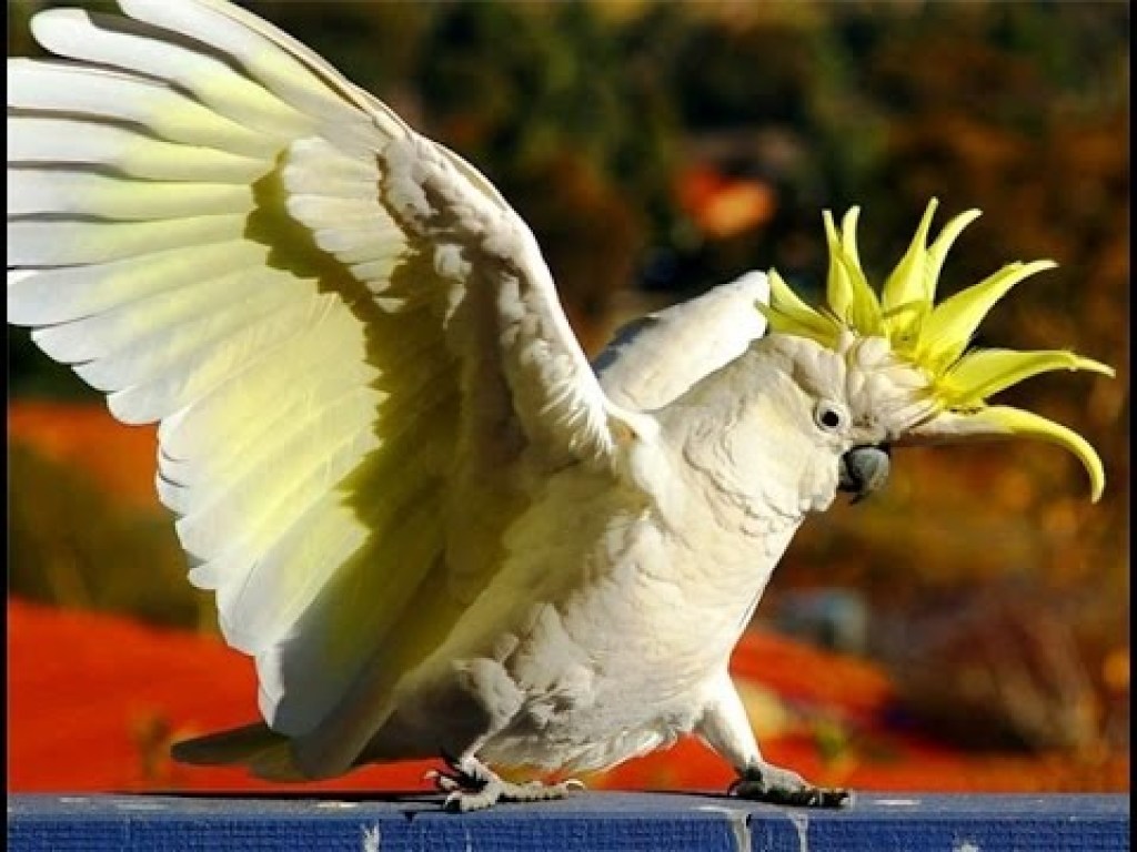 Попугай слушал музыку и танцевал: в Сети веселятся вместе с задорной птицей (ВИДЕО)