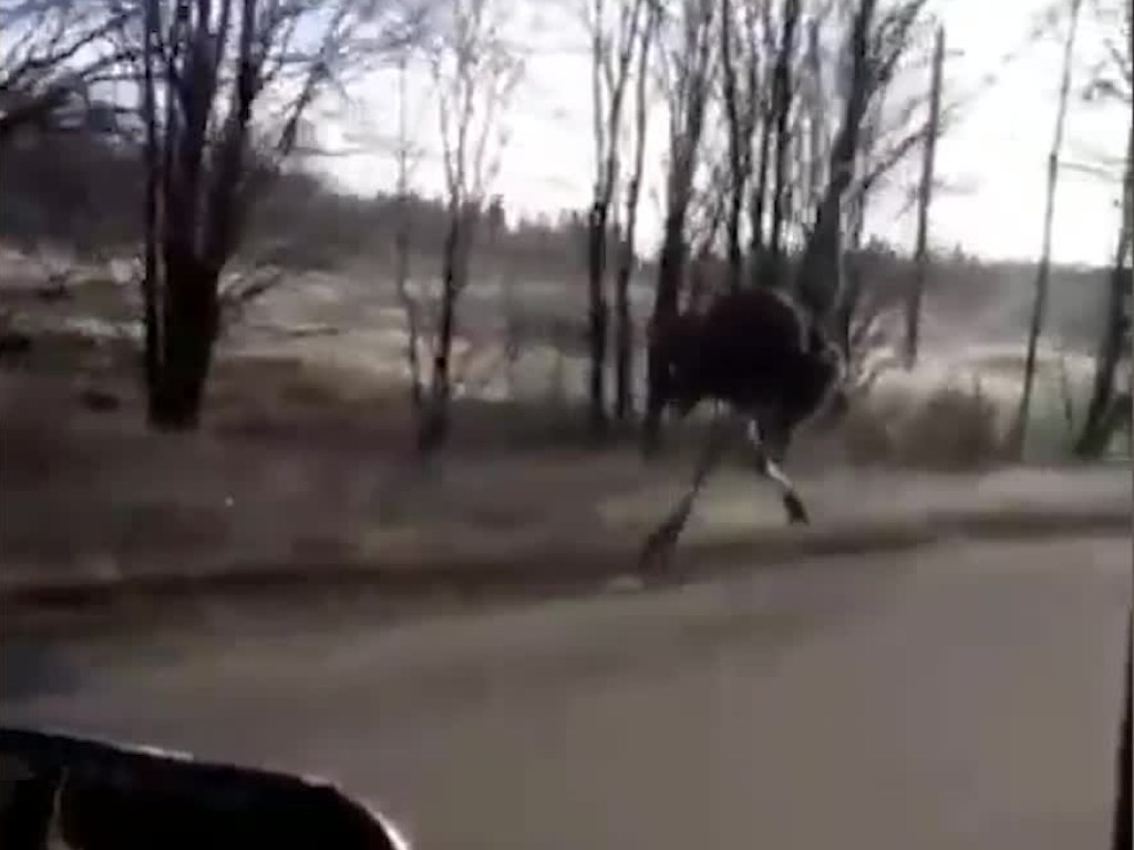 В России замёрзший страус устроил побег (ВИДЕО)