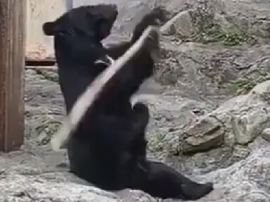 В Китае медведь решил стать мастером боевых искусств (ФОТО, ВИДЕО)