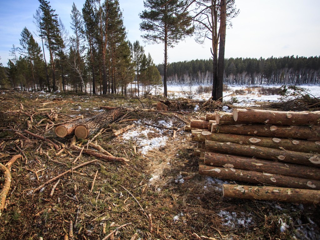 В запрете на вырубку лесов заинтересованы лесхозы – эксперт