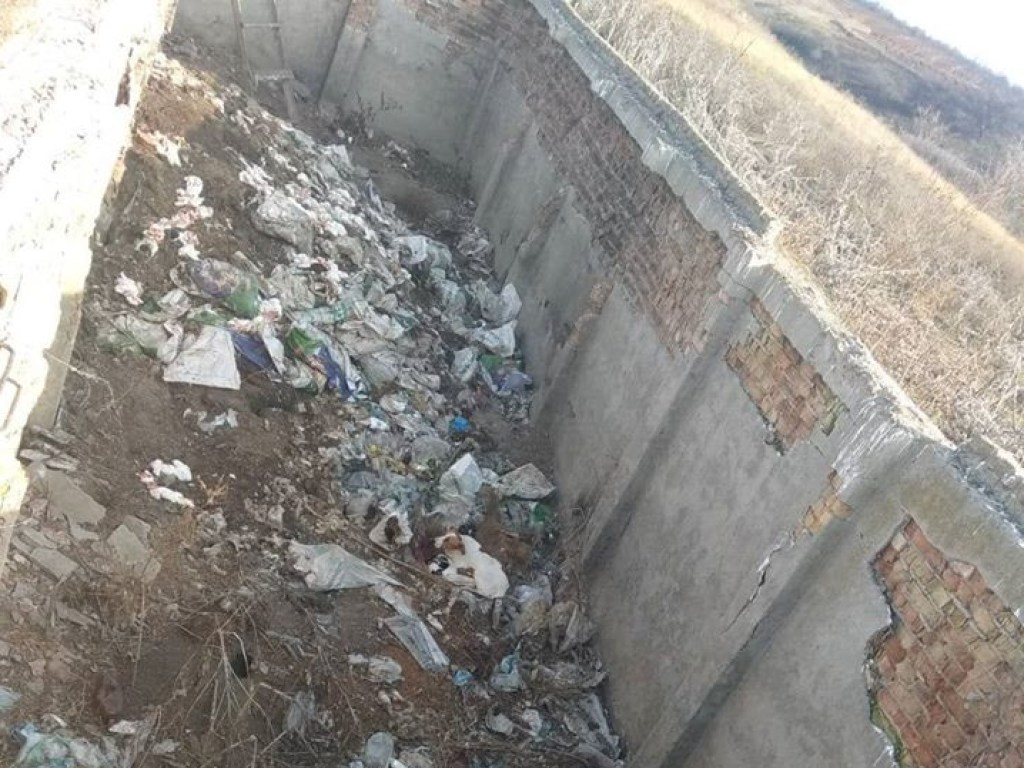 Неизвестные похоронили заживо беременную собаку в Запорожской области (ФОТО)
