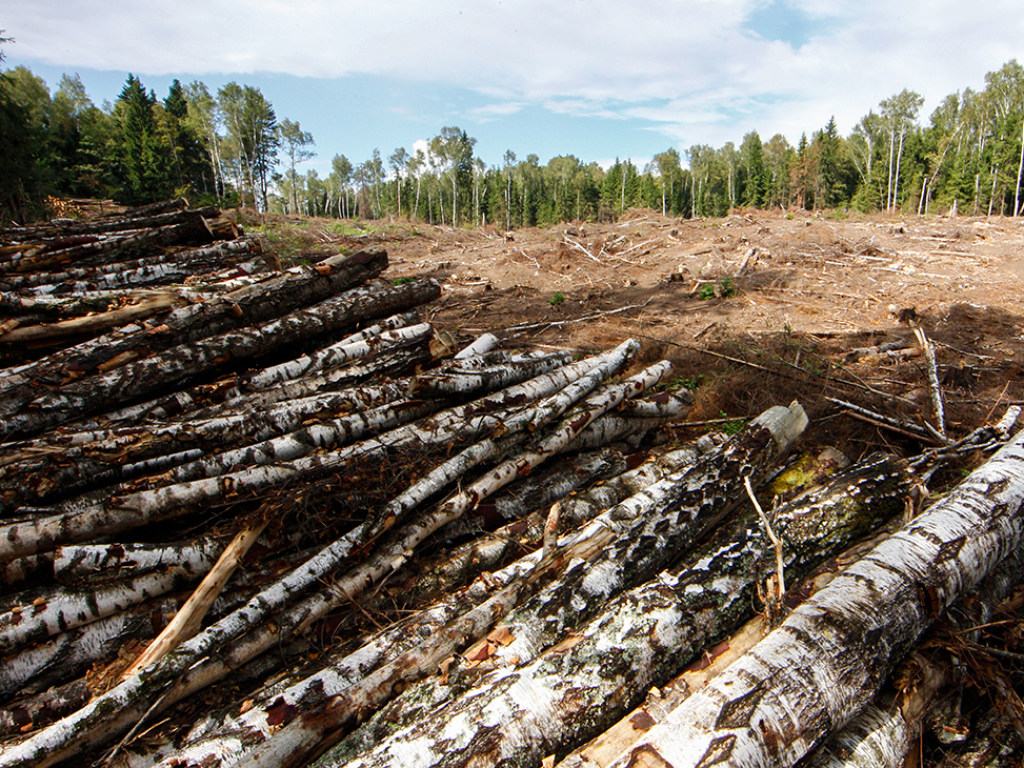 Закон о запрете вырубки лесов может иметь негативные последствия &#8212; эксперт