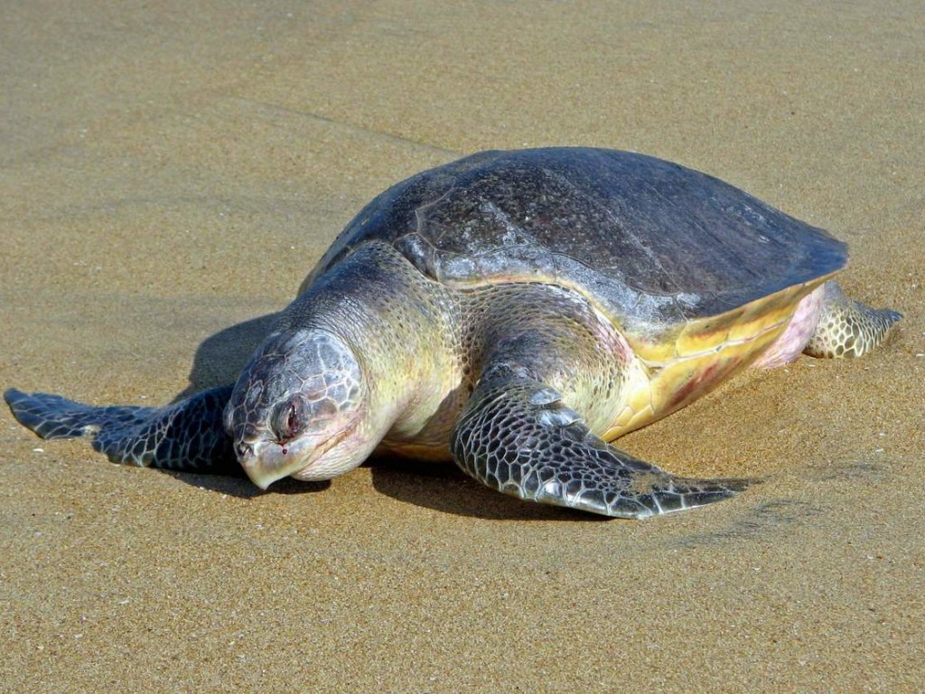 Самую большую в истории стаю морских оливковых черепах сняли на видео