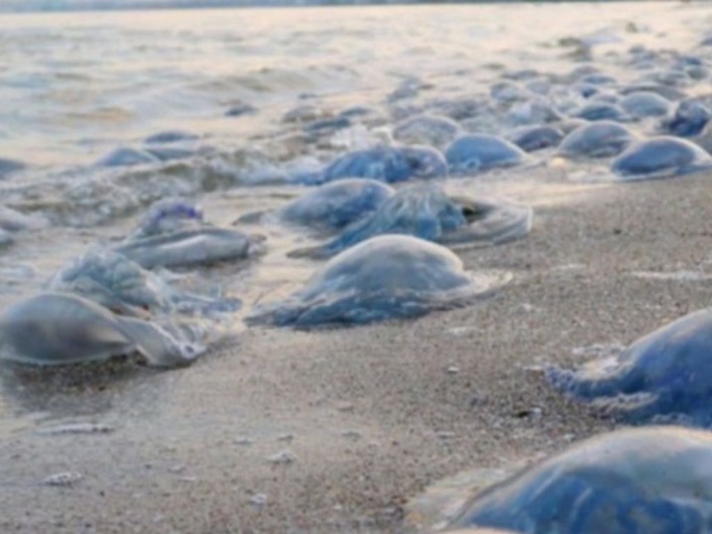 Начался мор медуз: берег возле Азовского моря усыпан водянистыми тельцами (ВИДЕО)