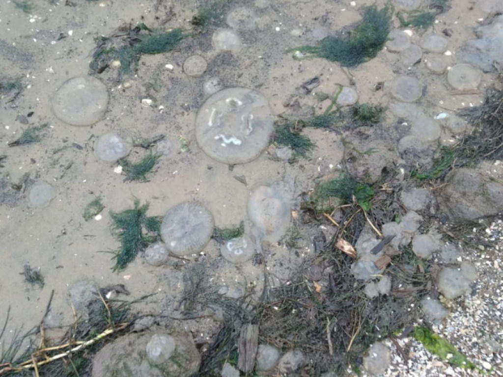 Под Николаевом на берег выбросило тысячи мертвых медуз: люди бьют тревогу (ФОТО)