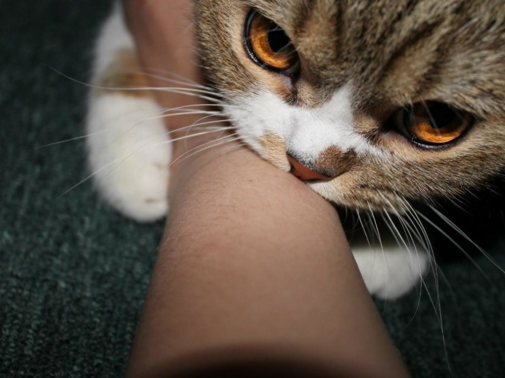 Кошачьи царапины вызывают  злокачественные опухоли – врач