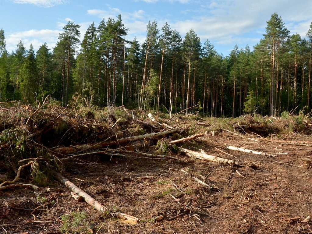 А. Василюк: «Закон о запрете вырубке леса выгоден для лесхозов»