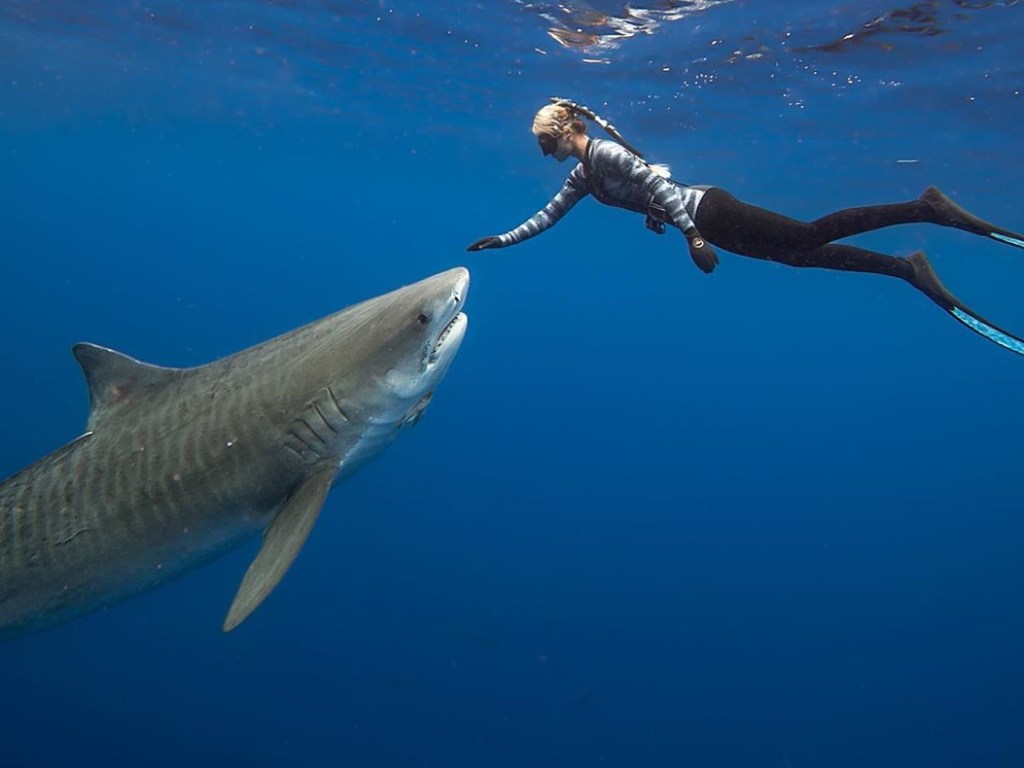Девушка без страха плавала с гигантской акулой-людоедом (ФОТО, ВИДЕО)