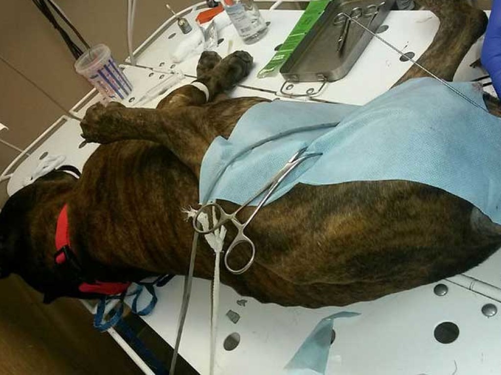 Житель Башкирии восемь лет насиловал бойцовскую собаку: псу понадобилась помощь ветеринаров (ФОТО)