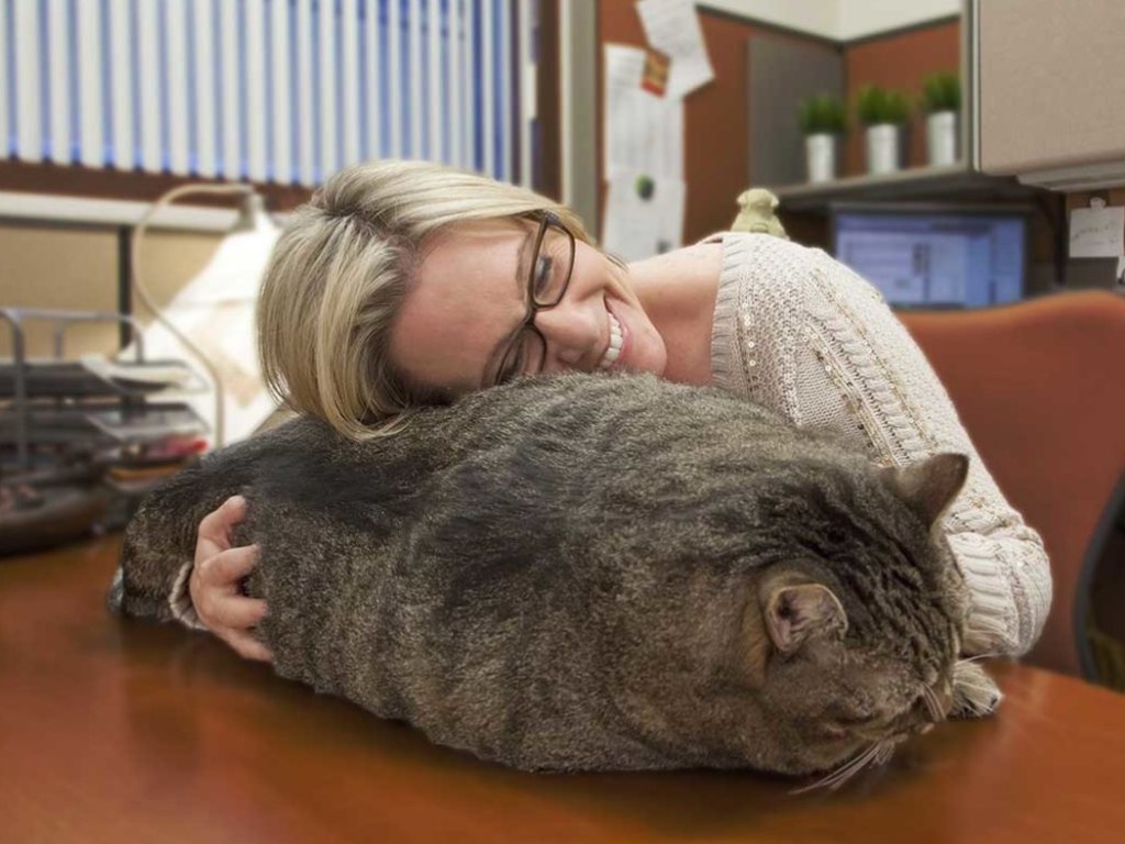 Кто-то слишком много ест: Толстый кот не смог запрыгнуть на камин (ВИДЕО)