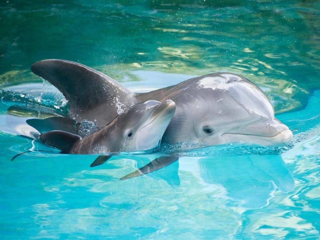 Агрессивные дельфины попытались утопить и искусали 10-летнюю девочку