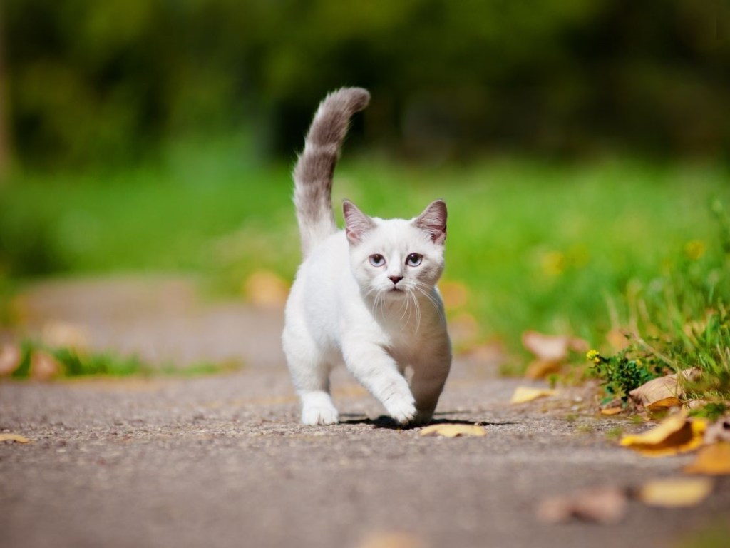 Маленький инопланетянин: милый котенок собрал 14 миллионов просмотров (ВИДЕО)