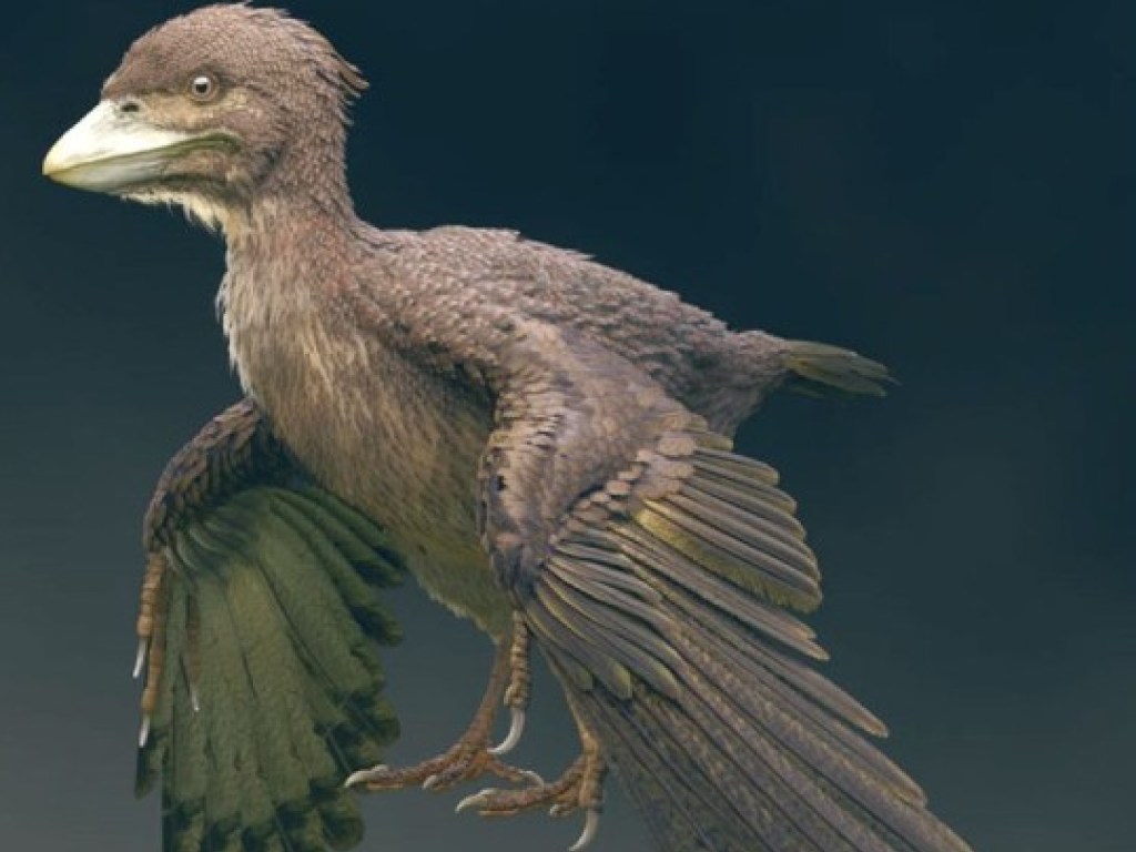 Ученые рассказали о птице, жившей бок о бок с динозаврами 120 миллионов лет назад (ФОТО)