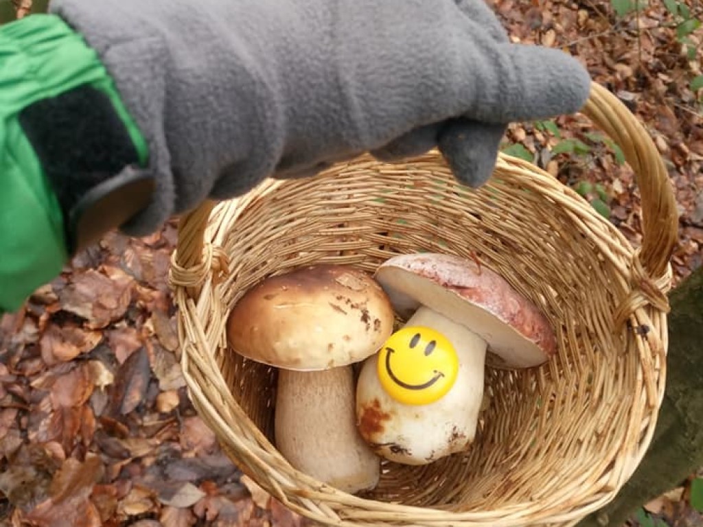 На Закарпатье, несмотря на приход зимы, продолжается грибной сезон (ФОТО)