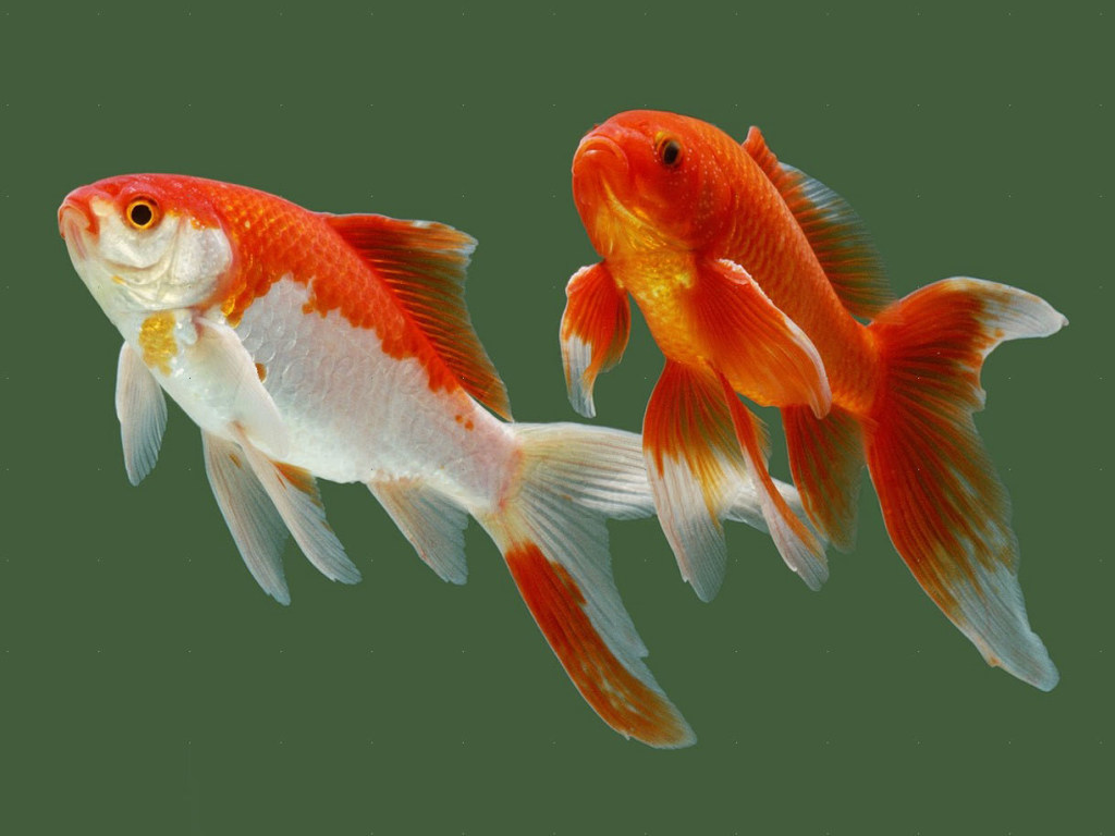 Милые золотые рыбки с надутыми «щечками» взорвали Сеть (ВИДЕО)