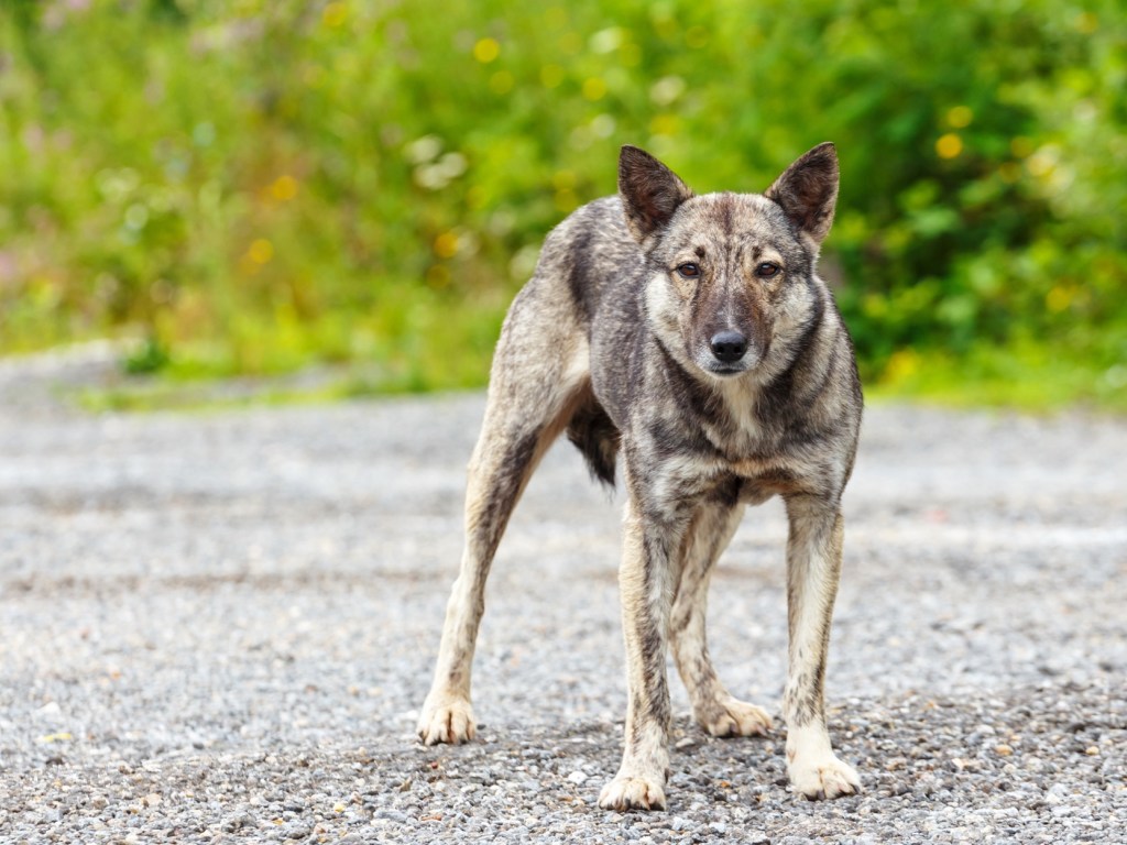 На Черниговщине ищут живодеров, застреливших собаку, которая облаяла их машину
