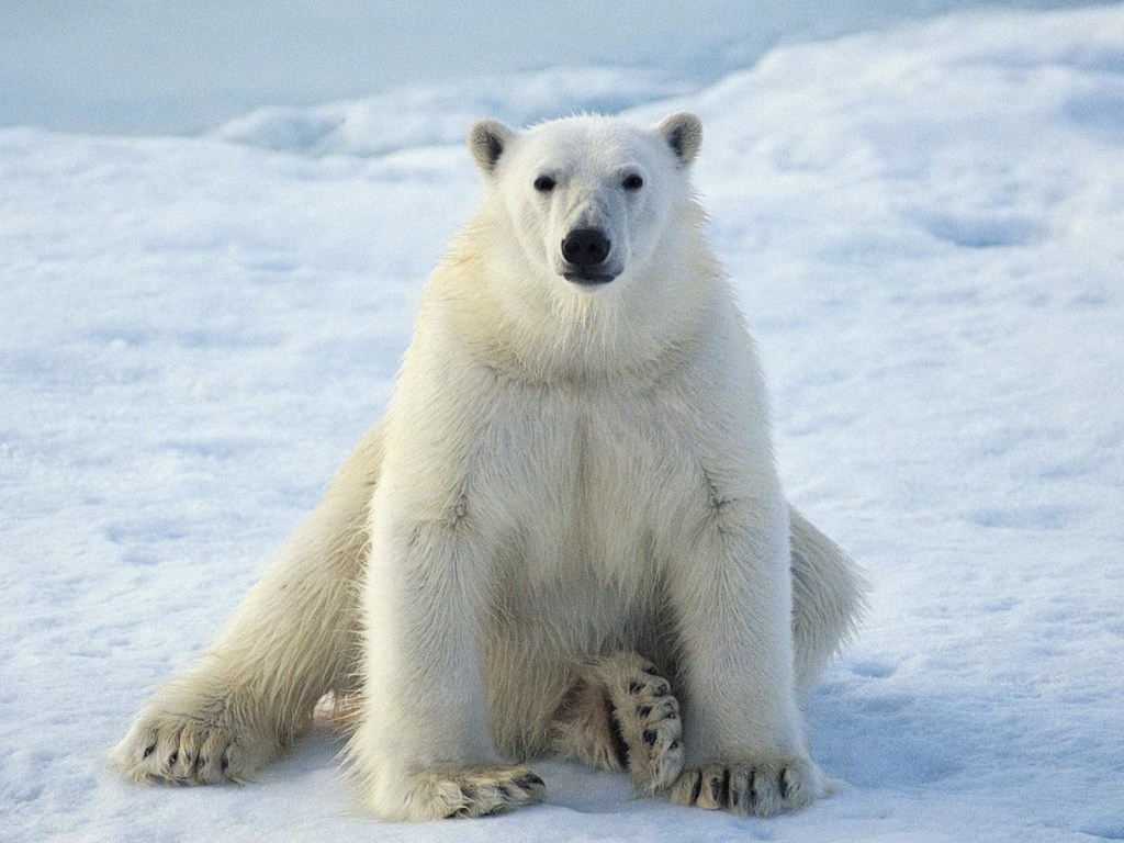 На Чукотке белый медведь стал жертвой шутки местных жителей (ВИДЕО)
