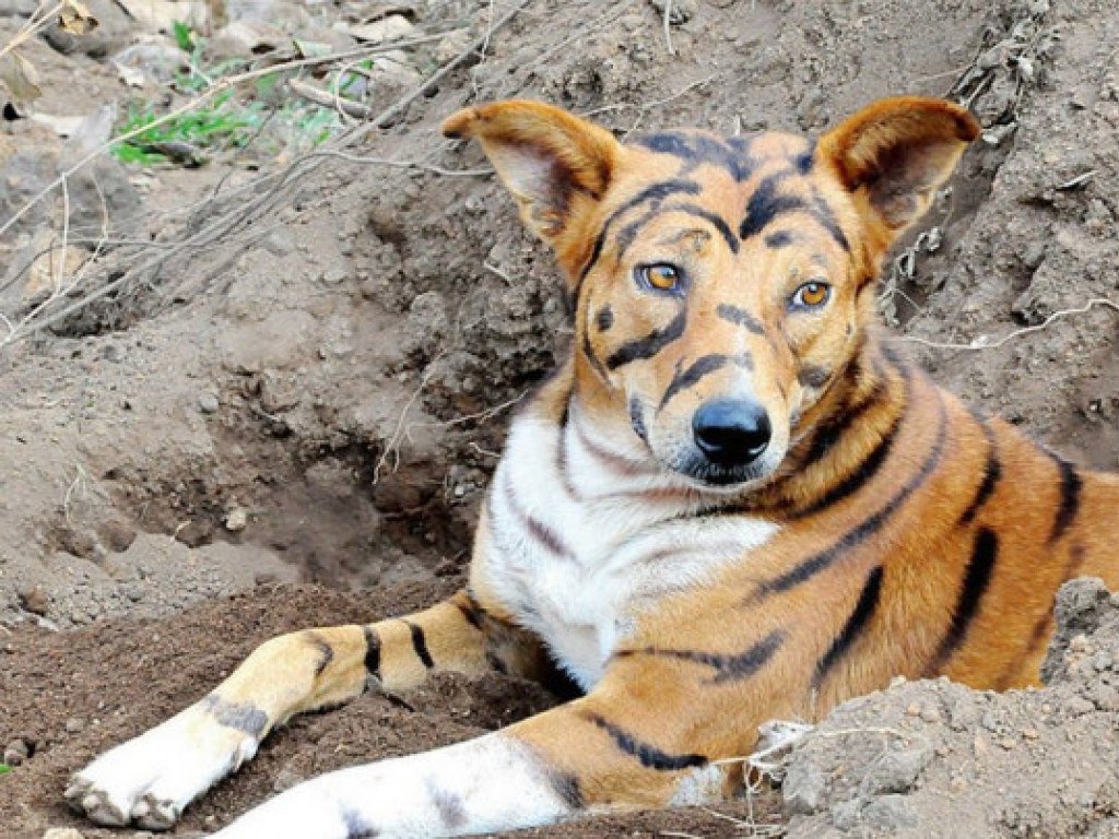 Отпугивает вредителей: Фермер покрасил собаку «под тигра» (ФОТО)