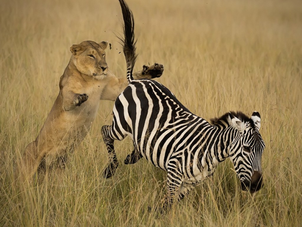 Зебра вовремя заметила льва и едва избежала мучительной смерти (ВИДЕО)