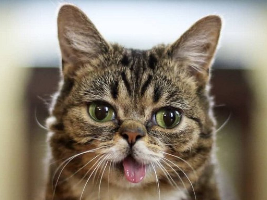 Самое волшебное существо на планете: умерла звезда интернета кошка Лил Баб (ФОТО)
