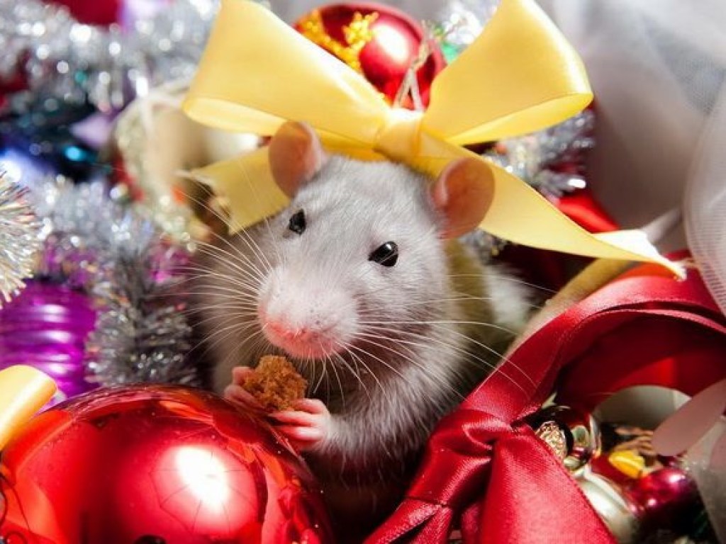 Крыса — известная любительница роскоши: советы экспертов к Новому году