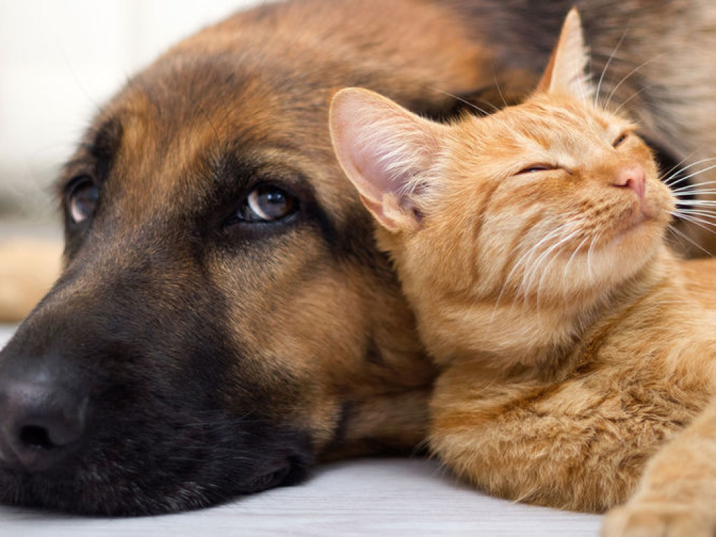 Трогательная дружба между котом и собакой растрогала пользователей Сети (ВИДЕО)