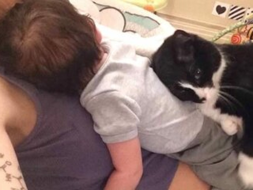 Кот защищал беременную хозяйку и  прославился в сети (ФОТО)
