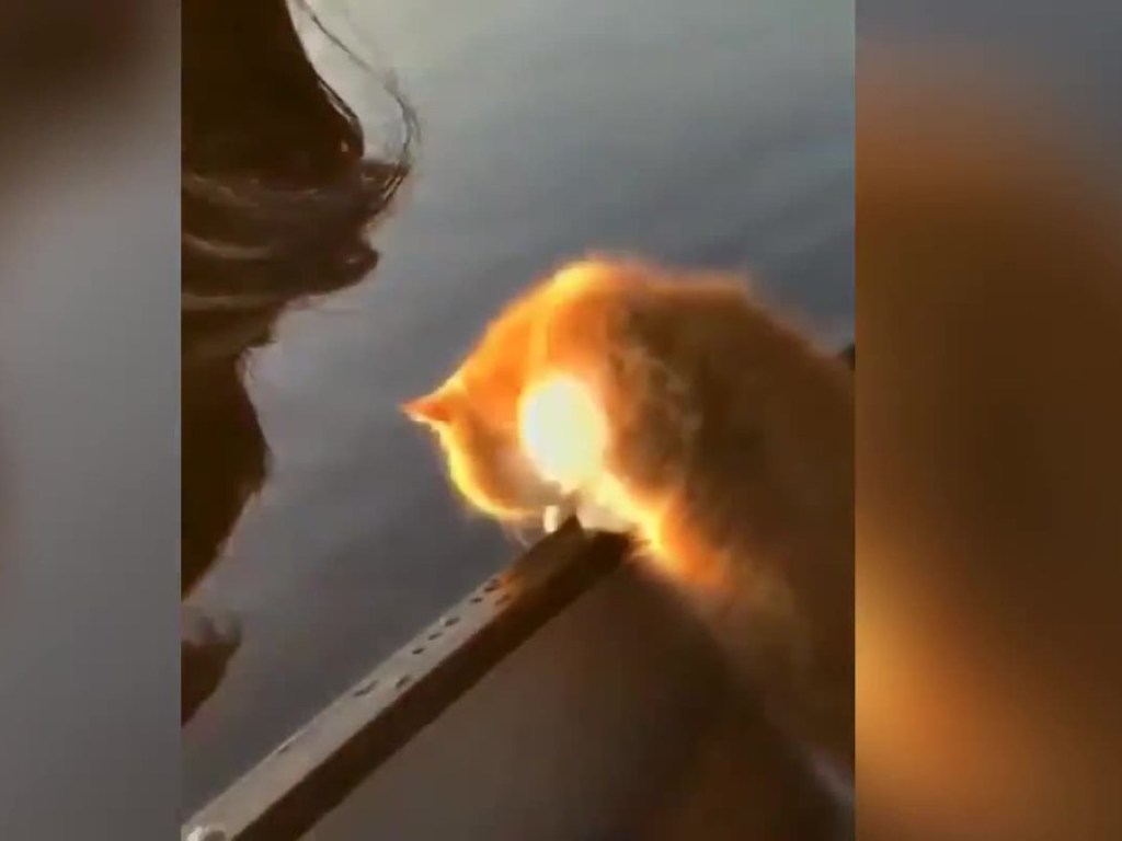 Толстый кот попытался выпрыгнуть из лодки и рассмешил Сеть (ФОТО, ВИДЕО)