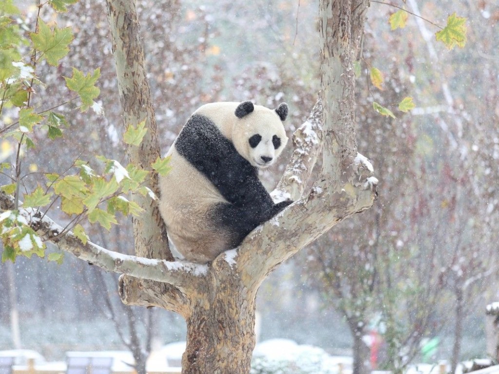 Маленькие панды кувыркались в снегу и покорили пользователей Сети (ВИДЕО)